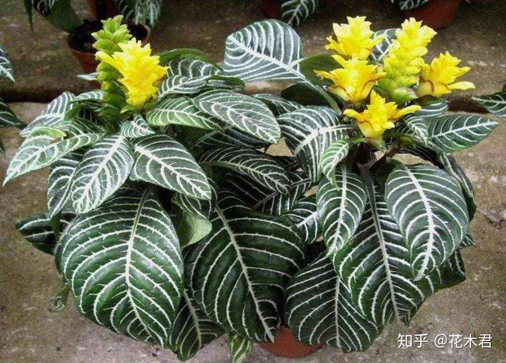 叶如斑马 花似宝塔 斑马花的种类辨识和鉴赏 知乎