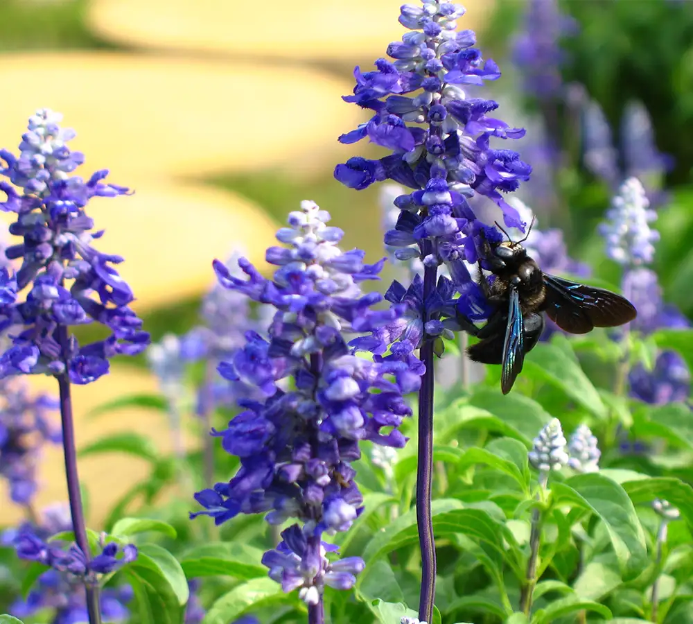 南方北方庭院做何植物选择 让你的庭院四季皆有景 知乎