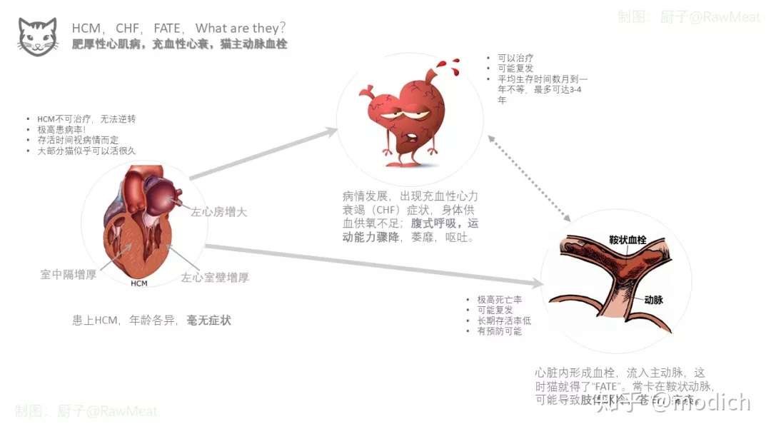 七分之一的猫患有此病 不要待将死之时才醒觉 猫hcm全指南 上 知乎