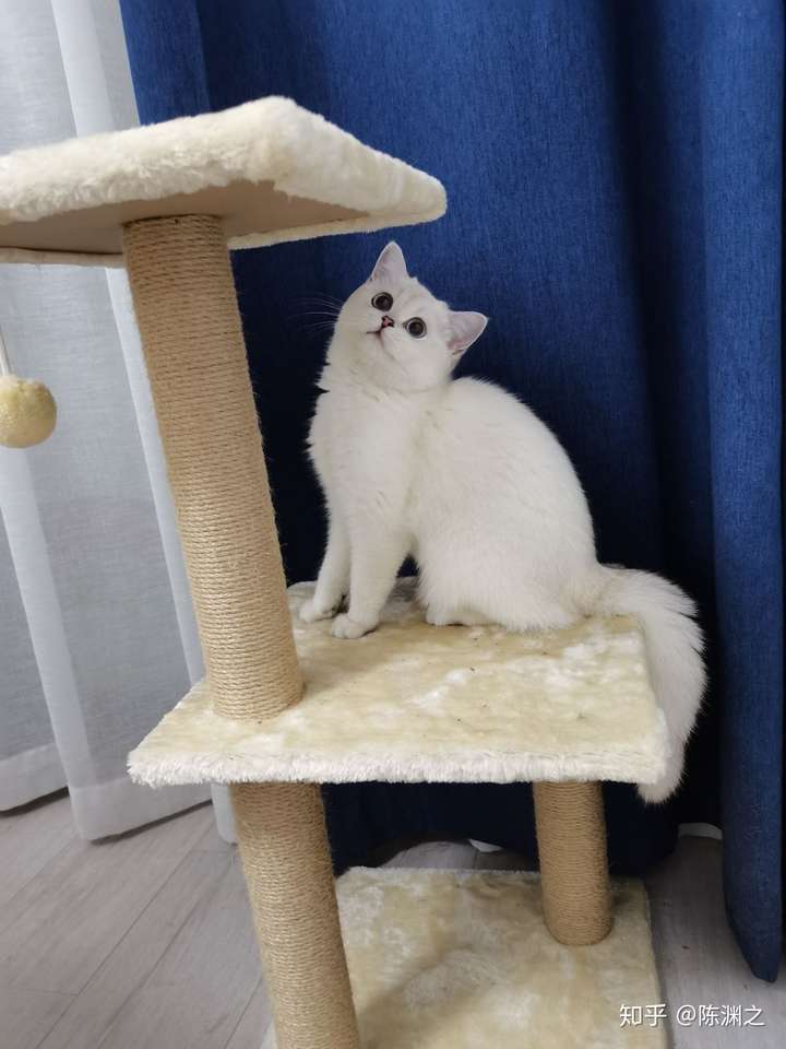 请帮忙看一下这只银点渐层猫品相如何呀?