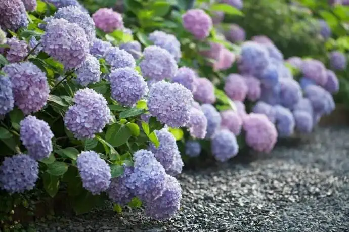 养绣球花却不会调色 你算是白养了 绣球花无尽夏调色方法 知乎