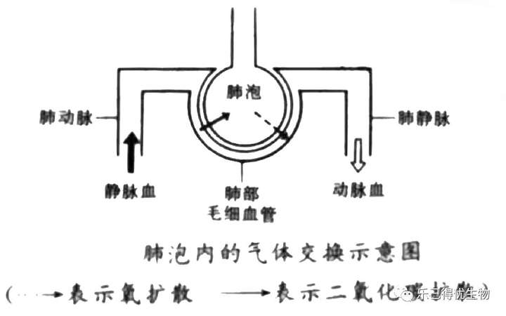 肺泡与血液的气体交换原理 气体的扩散作用肺与外界的气体交换原理