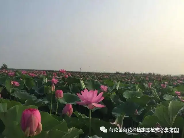 荷花种子 莲子 种植方法 知乎