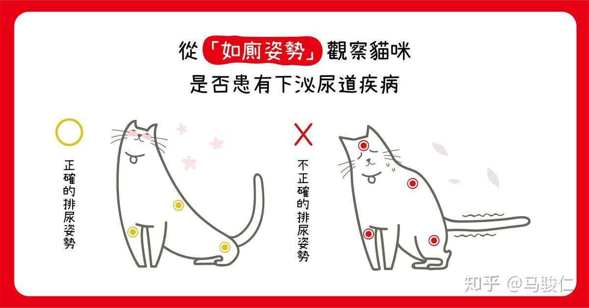 猫咪上厕所姿势异常 其实是生病了 知乎