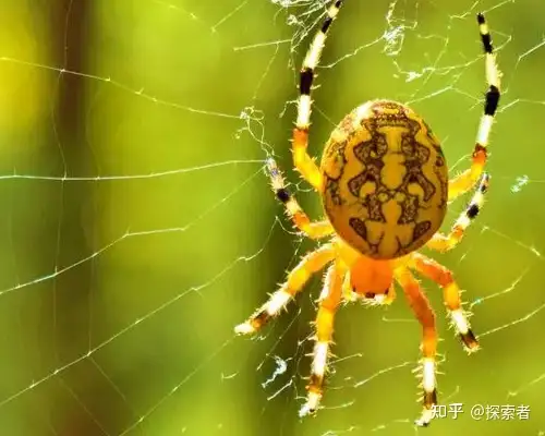 现实中的 蜘蛛侠 究竟是如何离得那么远还能扯起第一根丝的 知乎