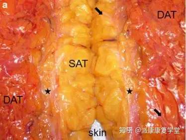 腹壁浅筋膜层和深筋膜层的解剖研究