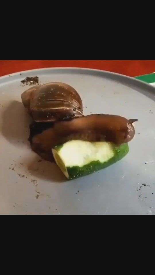 蜗牛吃什么东西的图片 v2-140f975a5b9c392f95ace62d0ef0ae71_bh.jpg?source=1940ef5c