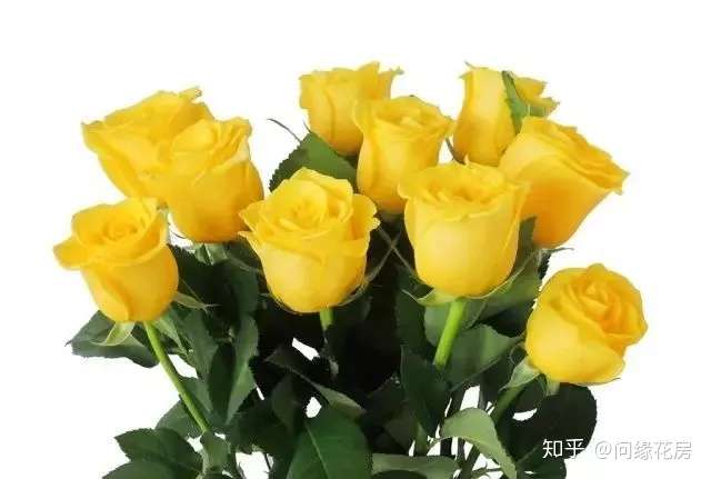 100种玫瑰品种科普 你都认识吗 知乎