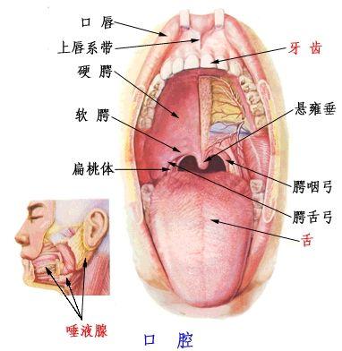 舌头的组织学结构图图片