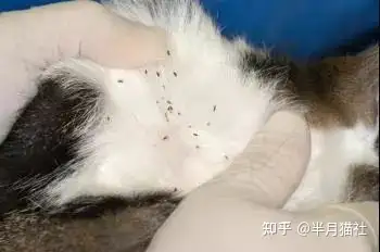 猫咪科普——螨蚤蜱绦蛔钩虱,猫咪常见寄生虫都长啥样?