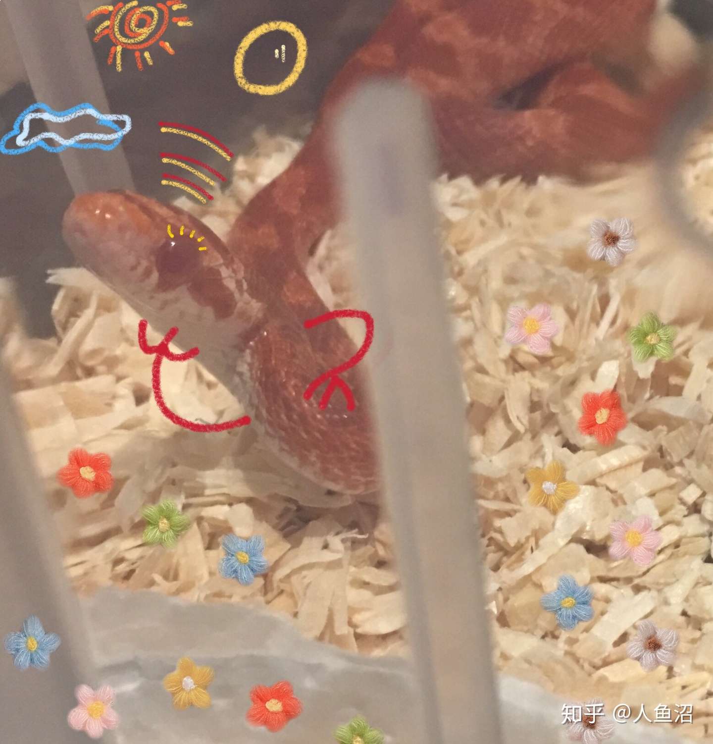 第一次养玉米蛇注意事项汇总 知乎