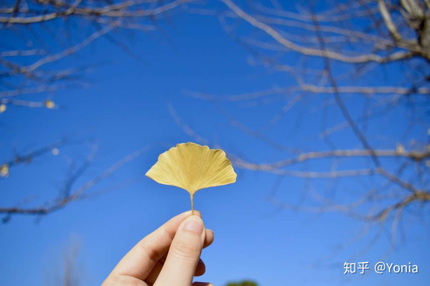 秋天的昭和記念公園 知乎