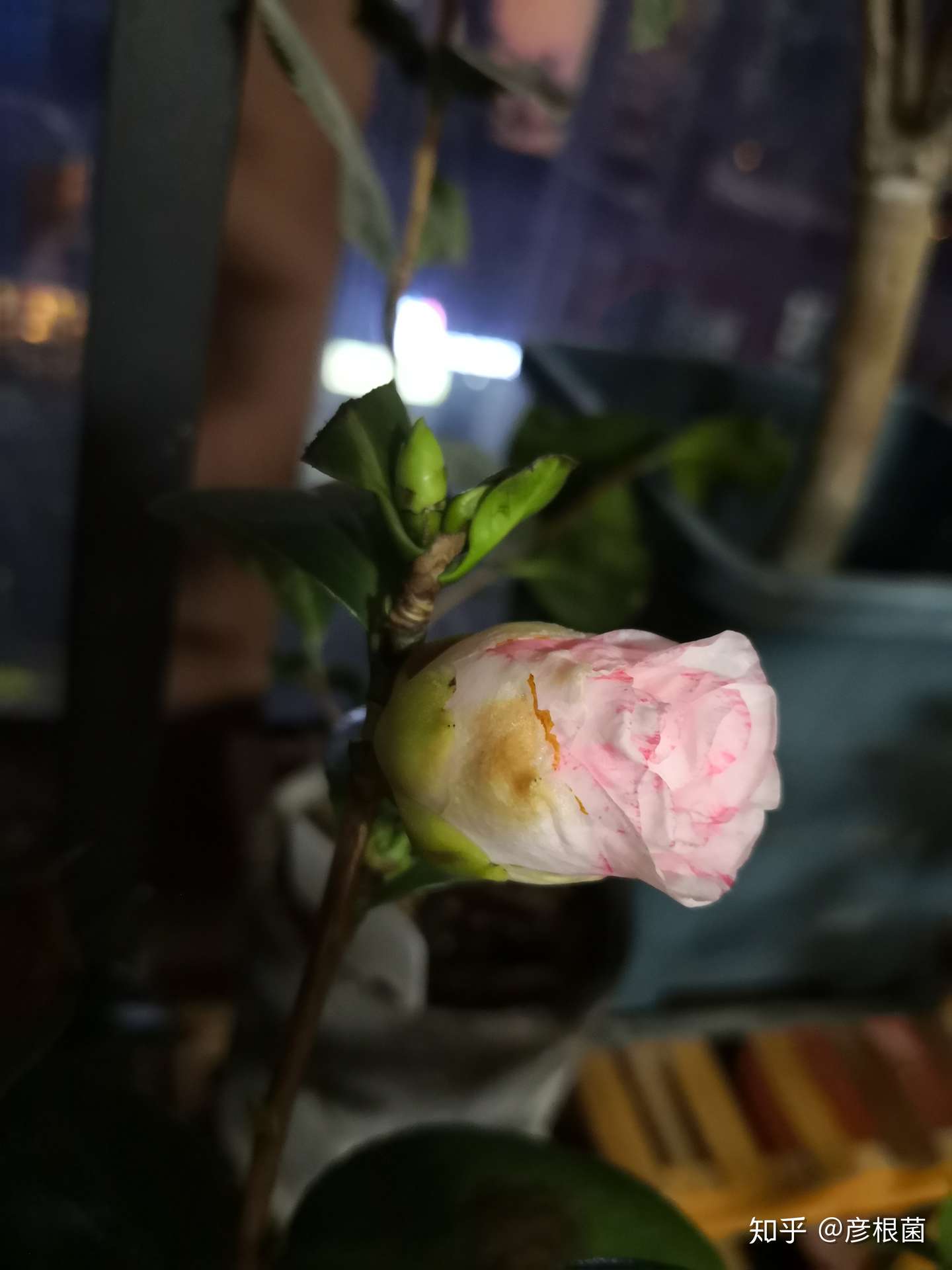 19花季记录01 玉面贝蒂 知乎