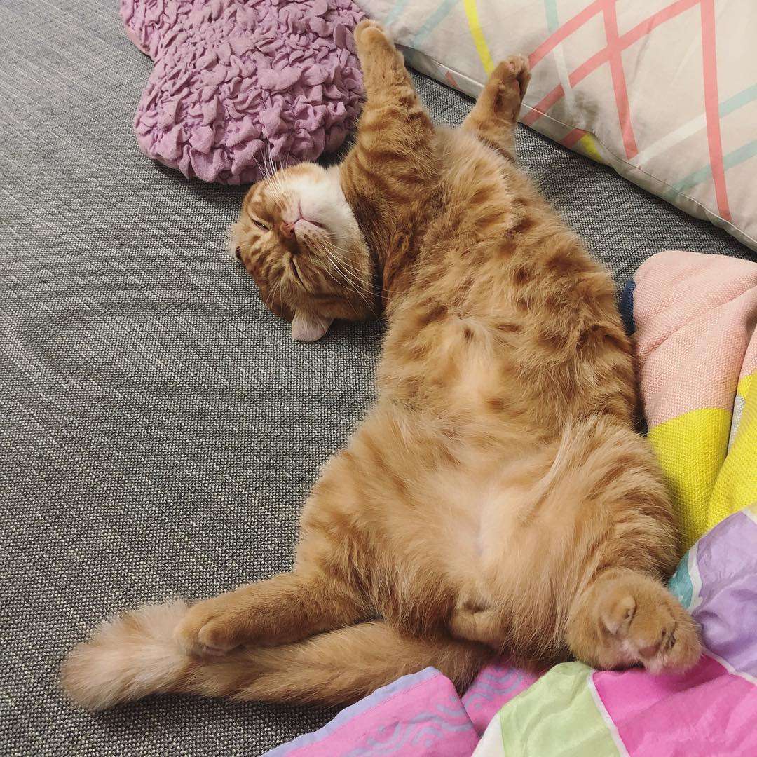 吸猫大会 金佳罗猫loki 知乎