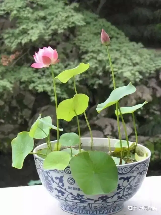 简单几步，手把手教你培养碗莲，开花其实很简单(碗莲怎么养能开花)