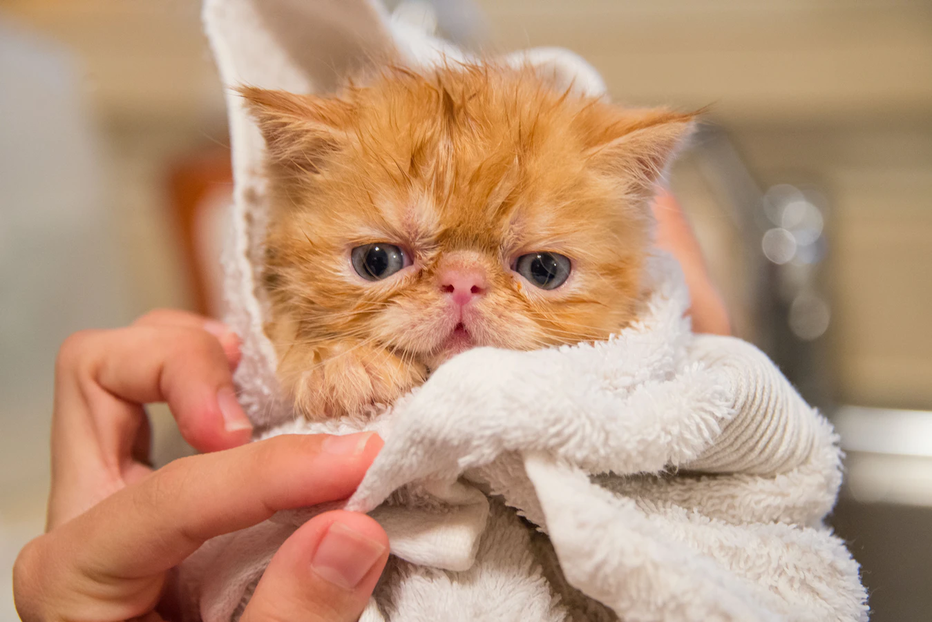 猫咪常见眼部问题汇总- 知乎