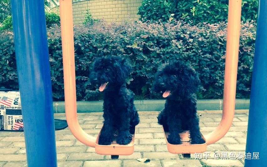 给新手的一点养狗建议 新手养狗需要注意事项 希望对大家有用 知乎