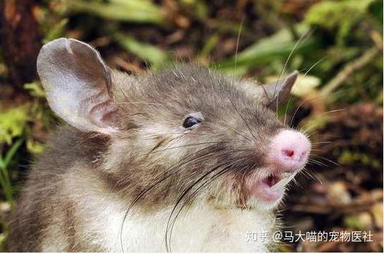 拿恶魔蟹当宠物 你就是这条街最靓的仔 知乎