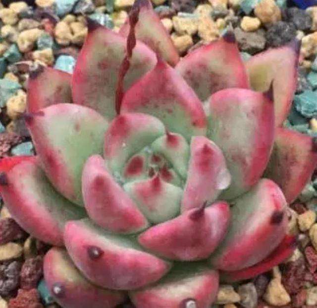 夏天快到啦 我的小肉肉们要怎样才能长得更肥呢 知乎