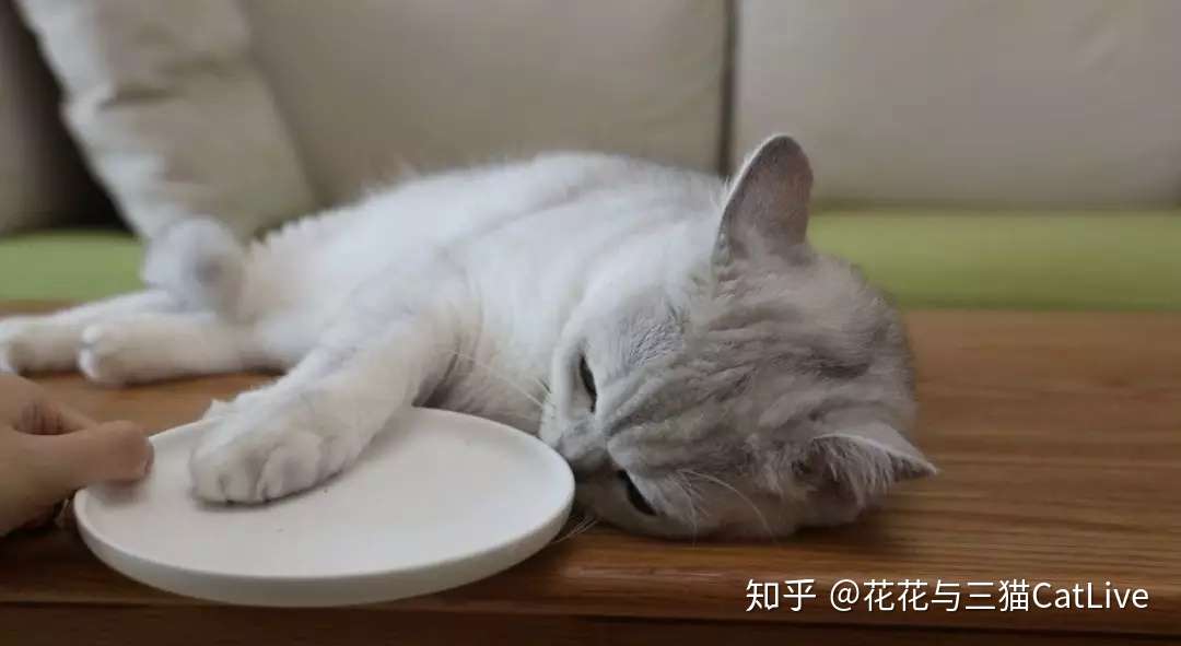 猫咪吃虫瘿果和吃猫薄荷 效果会有什么区别 知乎