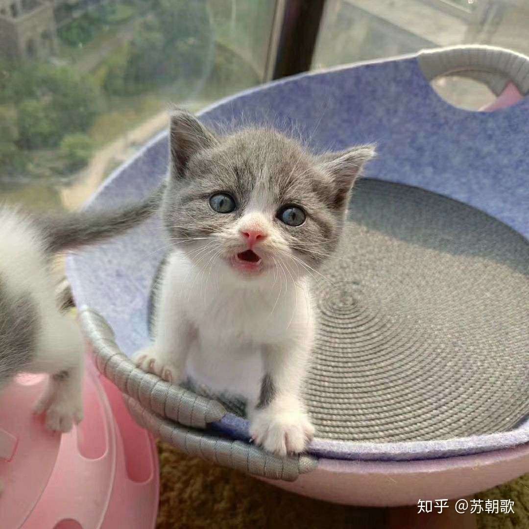 刚接回家的小猫肺水肿了- 知乎 - 猫 肺 水腫 余命
