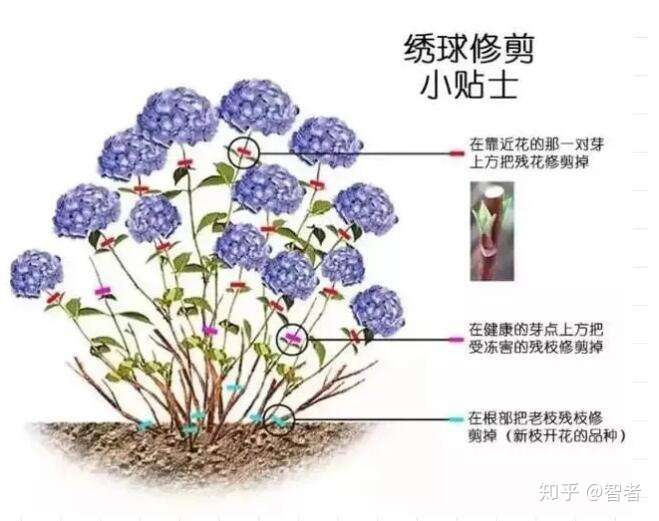 绣球花的全面养护知识 知乎