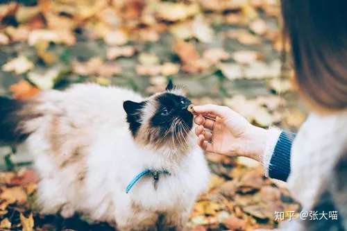 你还不知道猫鼻子隐藏的秘密？给主子搞个指纹解锁什么的都弱爆了！ - 知乎