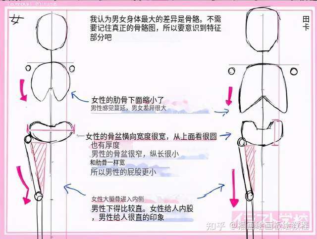 如何区分男女结构画法 男女结构画法上的差异讲解 知乎