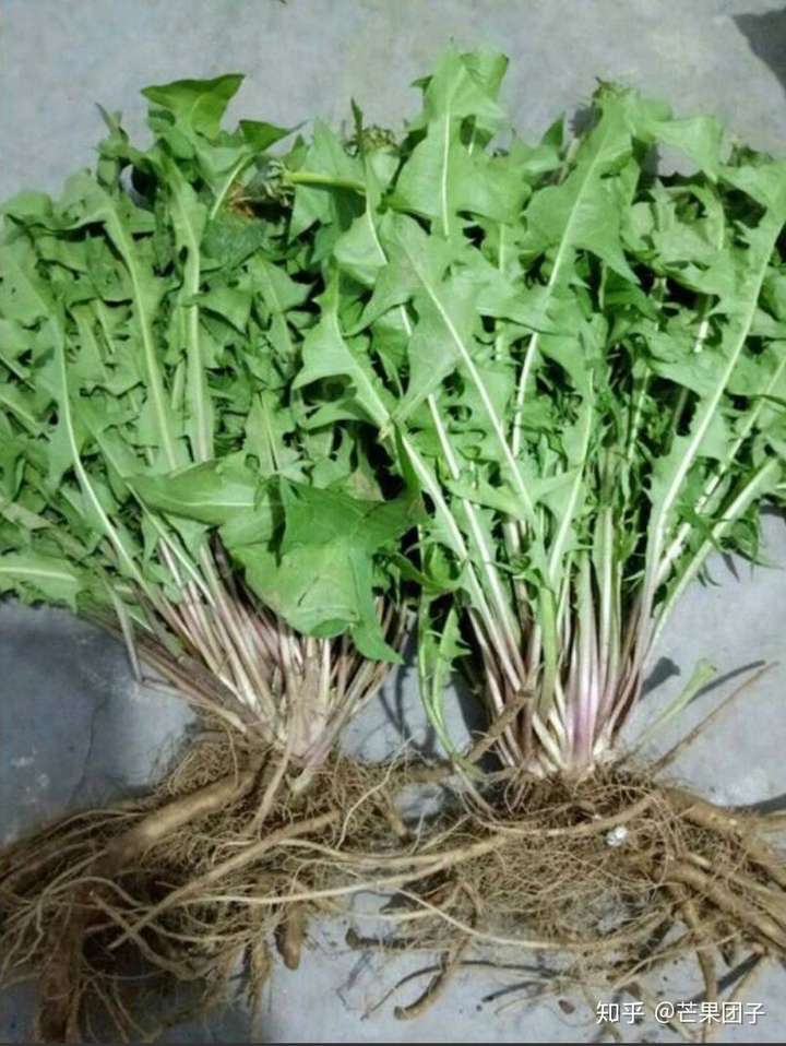 请问这是蒲公英吗?