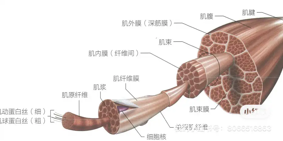 NSCA-CPT第一章复习笔记- 知乎