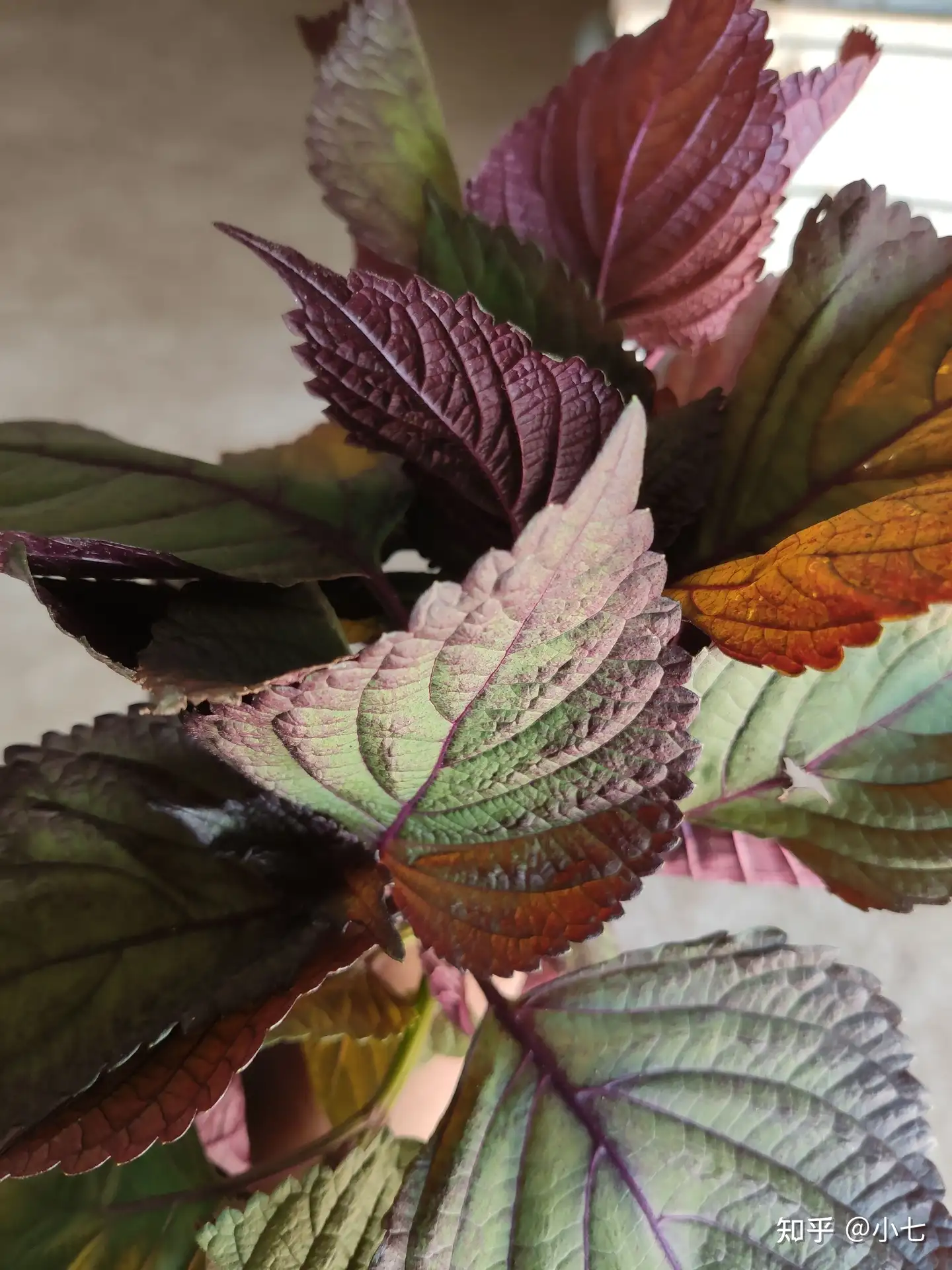 农村1种植物 紫苏 有农民种植发了财 知乎