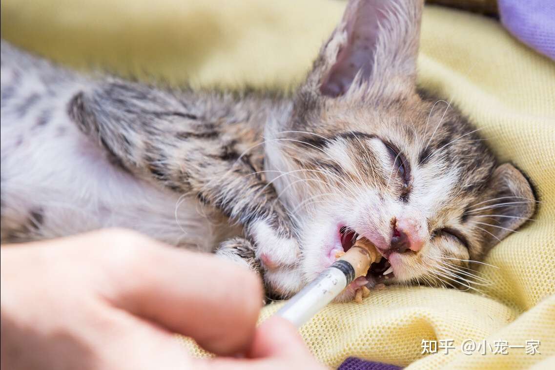 养猫还有5个 坏处 劝你不要乱入坑 知乎
