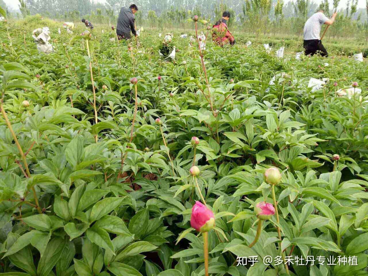 芍药应怎样科学疏蕾芍药疏蕾方法介绍 知乎