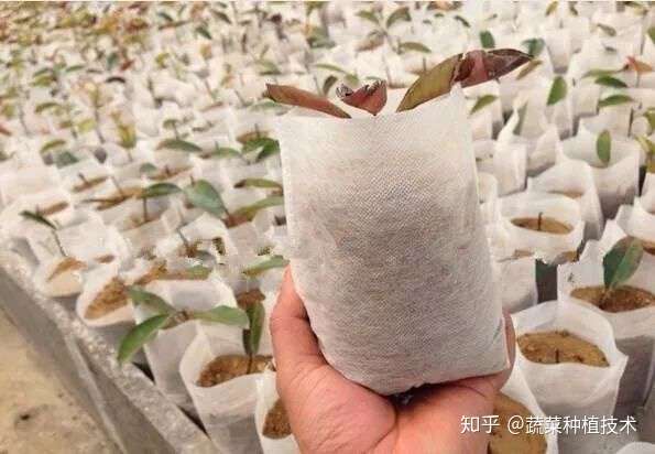新型无土栽培 无纺布袋容器基质栽培技术 知乎
