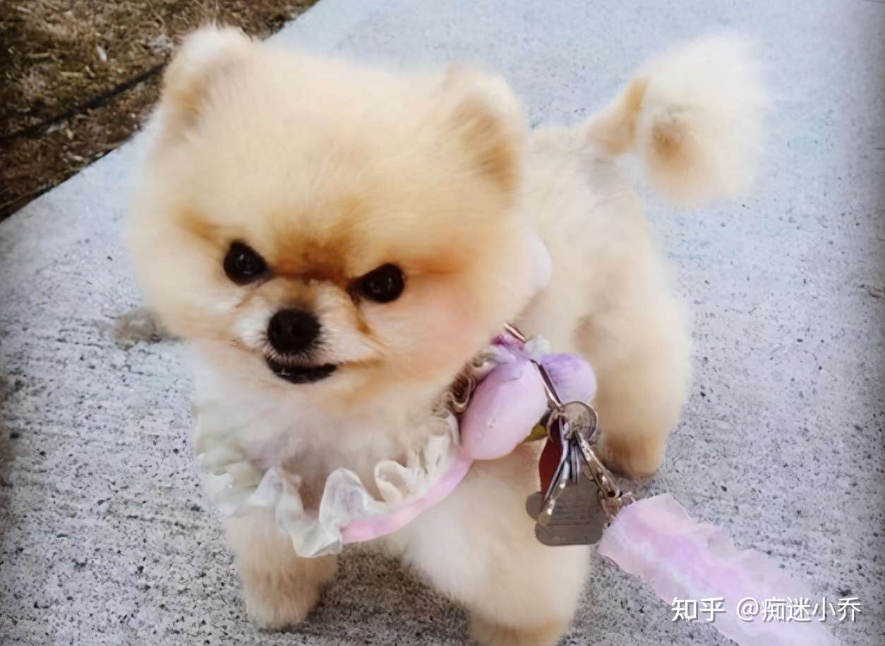 小狐狸 博美 这么少人养的真相 竟是这些 知乎