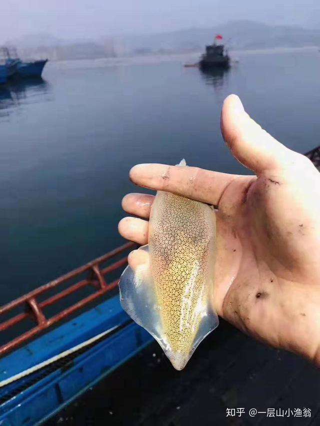 当你遇上东山岛招牌小管 你才算真正品尝到人间美味 知乎