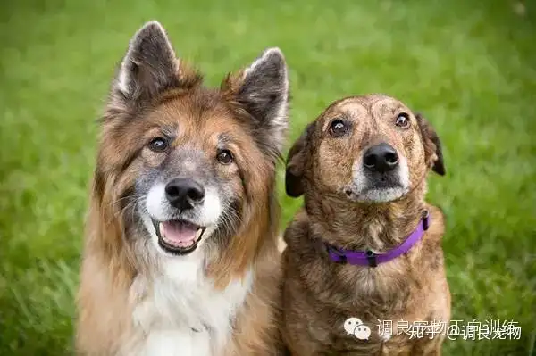 小型犬为何比大型犬更长寿 知乎