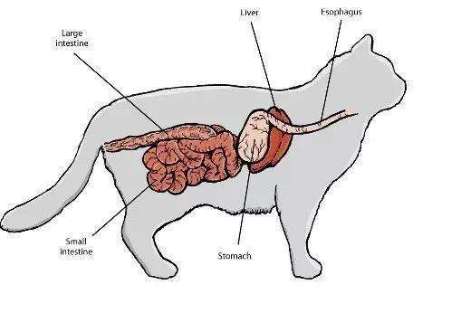 猫的肠道结构图图片