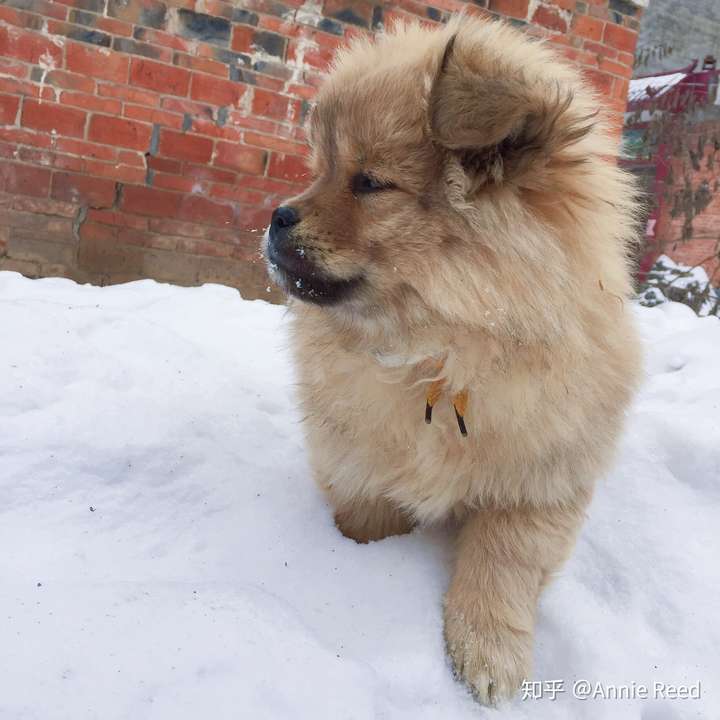 中华田园犬的颜值可以多高