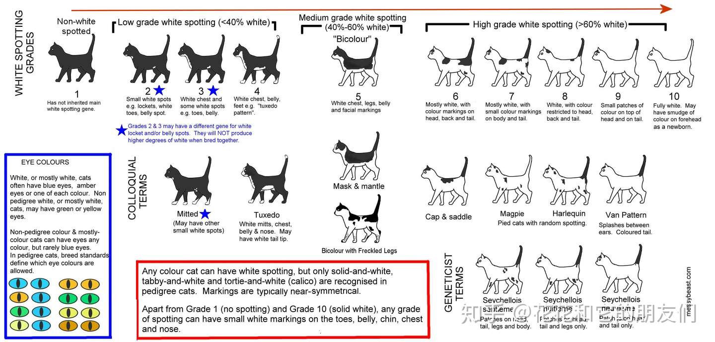 1 猫基因学 白猫与耳聋的关系 知乎