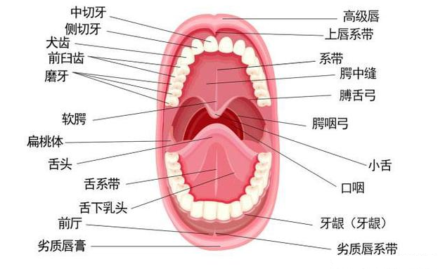 上海亿大口腔牙齿 牙齿解剖学 图 名称 数量和条件 知乎