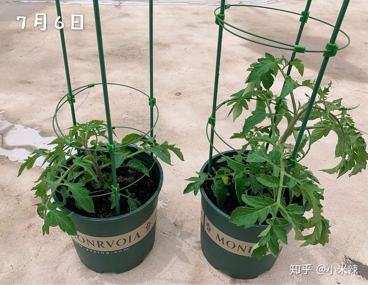 盆栽蔬菜种植攻略 知乎