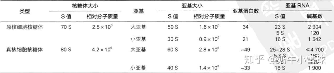 细胞 我裂开了 8 知乎