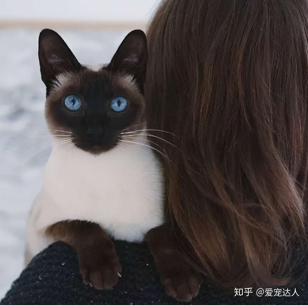 症 分離 猫 不安