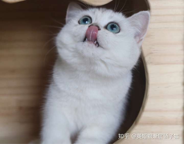 蓝猫瓜子脸图片