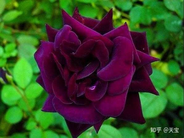 最珍贵七彩玫瑰花品种图片大全 知乎