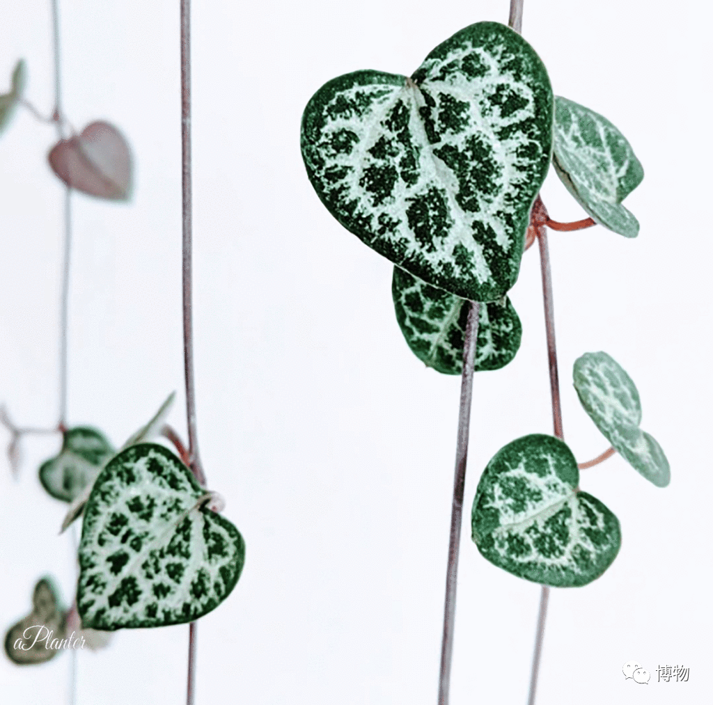 在家就能打造的多肉瀑布 你值得拥有 知乎