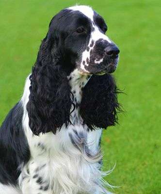 史宾格犬到底是不是按照展示型和狩猎型进行区分的