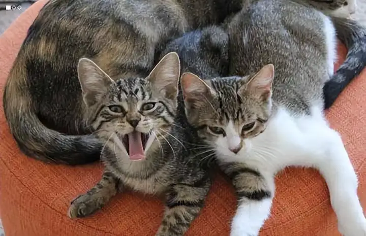 为啥说狸花猫千万不能养?说了你别不信 为啥说狸花猫千万不能养?说了你别不信