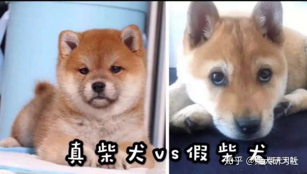 史上最全柴犬挑选攻略 知乎